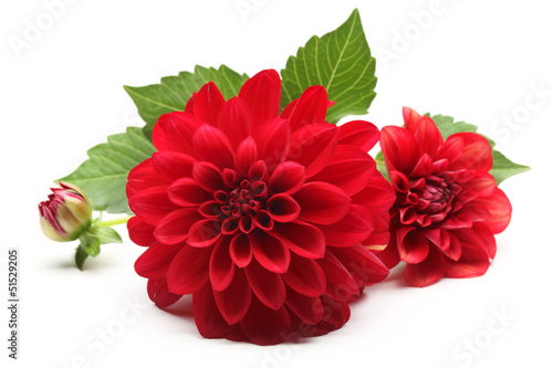 Photo: red dahlia flower red dahlia flower