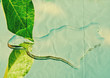 Foto: leaf water paper leaf water paper