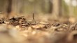 Video: bosque desenfoque extremo bosque desenfoque extremo