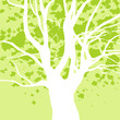 big trees,background