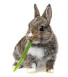 little baby rabbit eating a grass