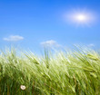 green wheat