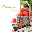 Fresh strawberry in a basket