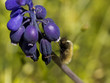Insecte butinant
