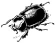 Rhinoceros beetle on the ground
