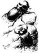 Rhinoceros beetles on the rock