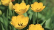 Yellow tulips close-up