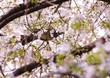 Photo: 特等席の桜。 特等席の桜。