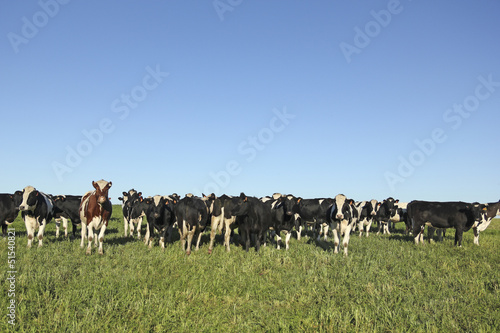 Photo: Cows grazing in the pampas. Cows grazing in the pampas.