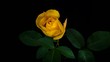 Yellow rose blooming timelapse