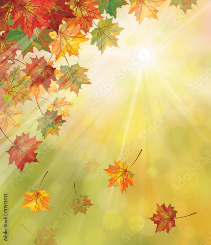 Vector: Vector of autumnal leaves on yellow background. Vector of autumnal leaves on yellow background.
