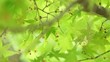 風に揺れる新緑