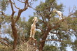 ARBRE A CHEVRES