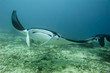 Photo: Manta coming to you in the blue and sand background Manta coming to you in the blue and sand background