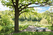 Bench near oak tree