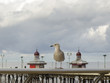 Gull