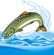 trout fish