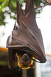 Rousette hanging upside down and closed his wings