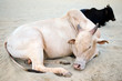 Holy Indian cows on the sand
