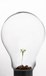 Photo: Plant inside light bulb Plant inside light bulb
