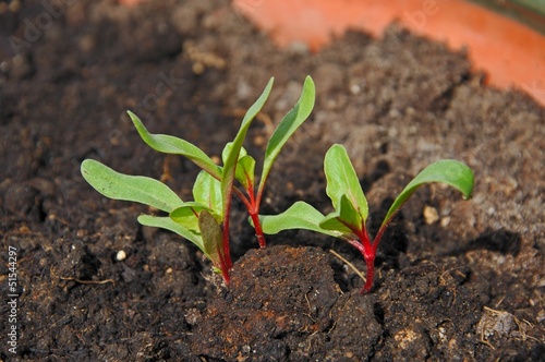 Photo: Swiss chard seedlings © Arena Photo UK Swiss chard seedlings © Arena Photo UK