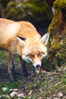 Photo: Red Fox (Vulpes vulpes) Red Fox (Vulpes vulpes)