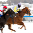 horses panning