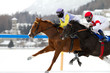 White Turf 2013