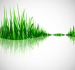 abstract green grass wave with reflection vector whit background