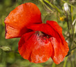 Coquelicot