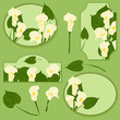 Set of elements with calla flowers