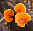 Mushrooms In The Forest