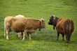 Vacas