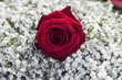 Rose und Schleierkraut