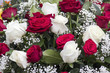 Weiße und rote Rosen