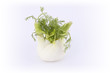 Foto: Fenchel Fenchel