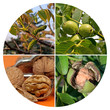 Echte Walnuss - Juglans regia