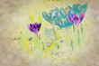 Abstract crocus background
