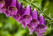 Foxglove