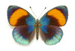 Exotic butterfly Asterope sapphira
