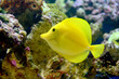 The Yellow Tang