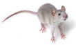 grey rat isolated on white background