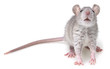 grey rat isolated on a white background