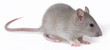 a little rat