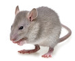 a little rat eating something