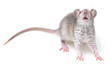 a little gray mouse