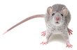 a cute little mouse