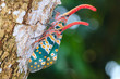 lanternfly, the insect on tree fruits. FULGORID  PLANTHOPPERS.