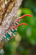 lanternfly, the insect on tree fruits. FULGORID  PLANTHOPPERS.