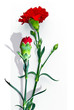 Red carnation
